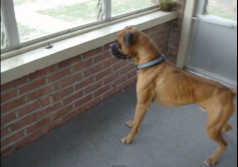 ΒΙΝΤΕΟ-Σκύλος γαβγίζει σε ένα… φύλλο