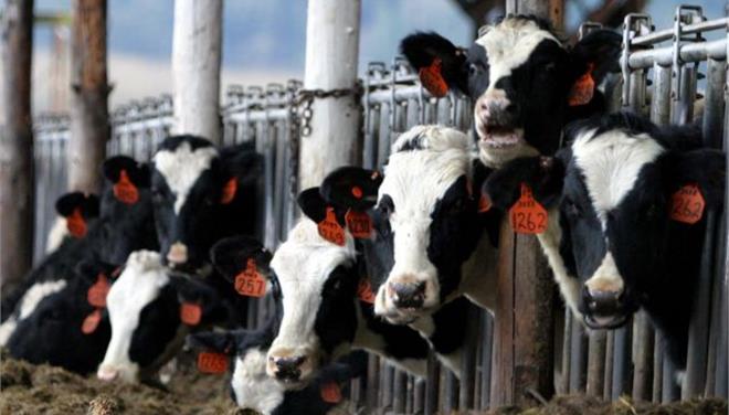 “Μην ανησυχείτε για τις… τρελές αγελάδες”