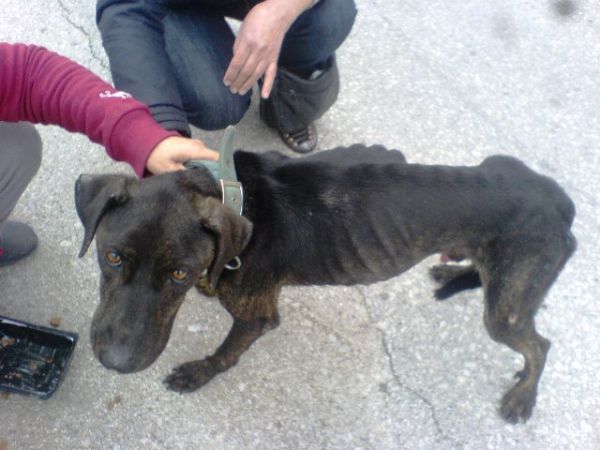 Κτηνωδία: Πέταξαν ζωντανό σκυλί στα σκουπίδια