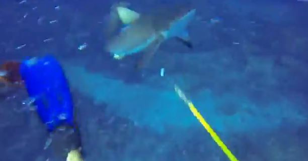 ΒΙΝΤΕΟ-Ο καρχαρίας μετάνιωσε που επιτέθηκε στον δύτη