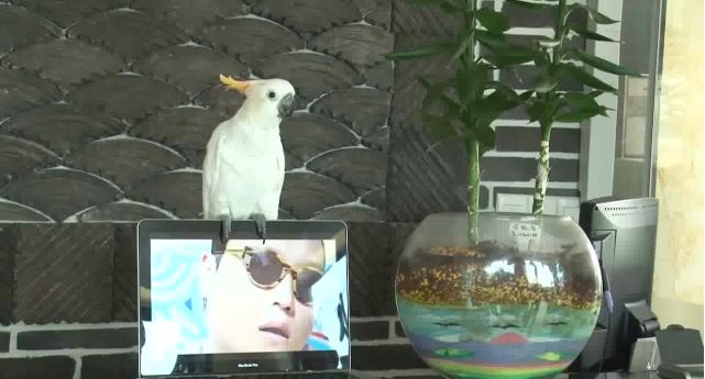 ΒΙΝΤΕΟ-Παπαγάλος τραγουδά Gangnam style