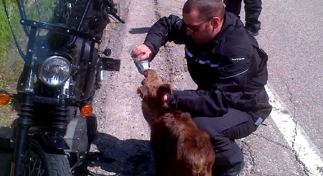 ΒΙΝΤΕΟ-«Έσωσαν» τάρανδο με energy drink