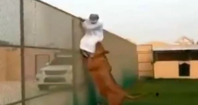 ΒΙΝΤΕΟ-Η “παιχνιδιάρα” λέαινα