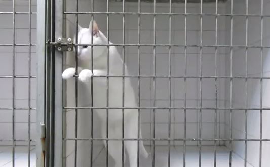 ΒΙΝΤΕΟ-Η γάτα… δραπέτης