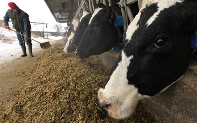 Έκκληση κτηνοτρόφων να καταψηφιστεί το Ν/Σ για το γάλα