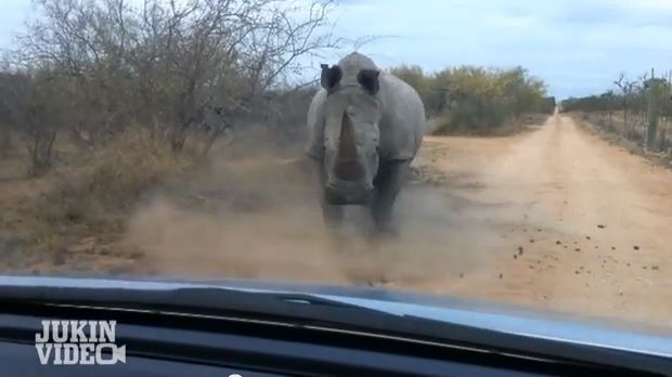 BINTEO-Ρινόκερος επιτίθεται σε αυτοκίνητο