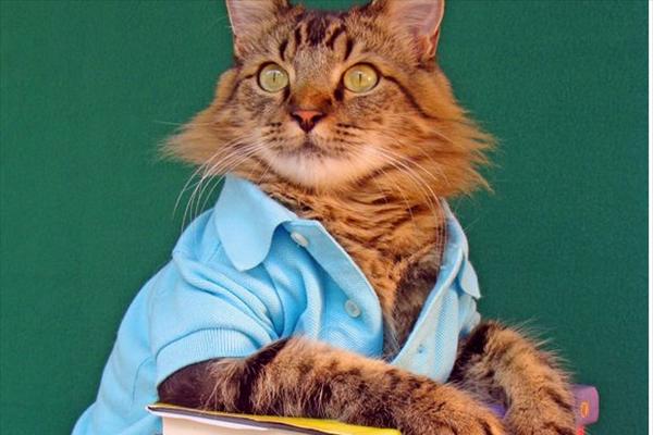 ΦΩΤΟ-Γνωρίστε τη γάτα-μοντέλο