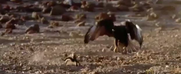 ΒΙΝΤΕΟ-Γεράκι επιτίθεται σε ιγκουάνα