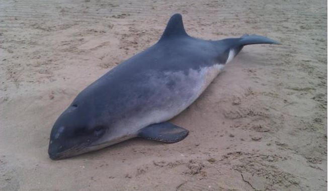 Νεκρό δελφίνι στην παραλία της Κυλλήνης