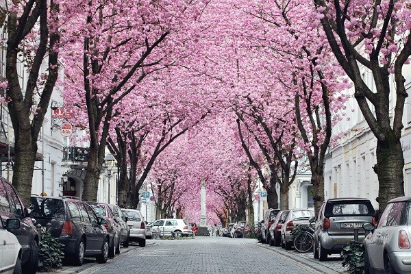 ΦΩΤΟ: Ο δρόμος με τις κερασιές