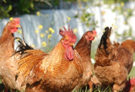 Μήνυση για τις κότες στο καρναβάλι του Τυρνάβου