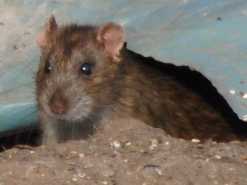 Φυλακή για… βασανισμό αρουραίων