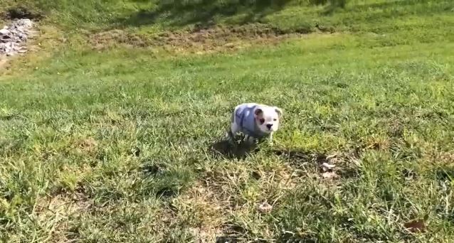 ΒΙΝΤΕΟ-Το κουτάβι πήρε την κατηφόρα