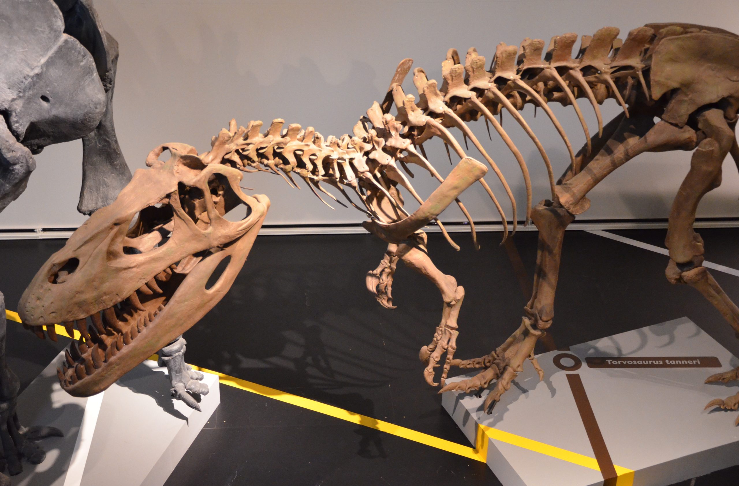 Ανακαλύφθηκε ο μεγαλύτερος δεινόσαυρος της Ευρώπης