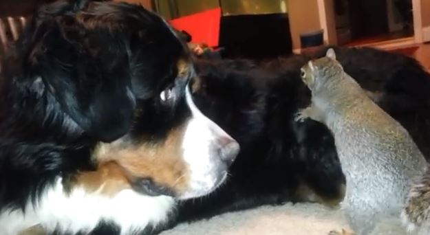 ΒΙΝΤΕΟ-Ο Σκίουρος «έθαψε» το καρύδι στο τρίχωμα του σκύλου!