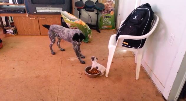 ΒΙΝΤΕΟ-Άνιση μάχη με απρόσμενο νικητή