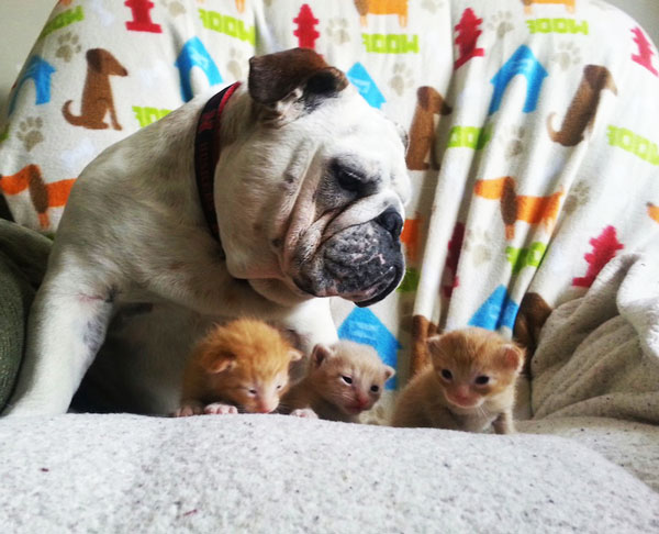 ΦΩΤΟ-Τα γατιά του… μπουλντόγκ