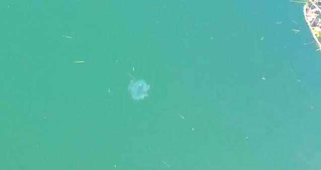 ΒΙΝΤΕΟ-Μέδουσες στο λιμάνι της Πρέβεζας