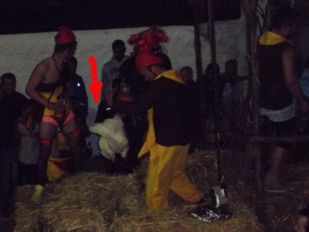 ΦΩΤΟ-Ποδοπάτησαν κότες στο Καρναβάλι Τυρνάβου