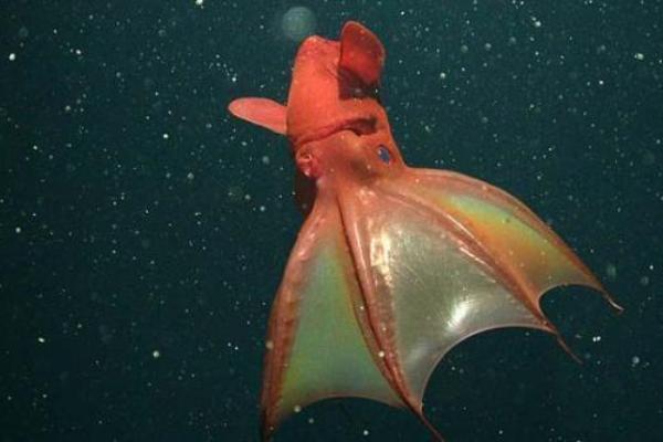 Το καλαμάρι “βαμπίρ”