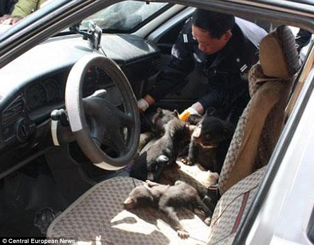 ΦΩΤΟ-Μετέφερε 22 αρκουδάκια με το ΙΧ