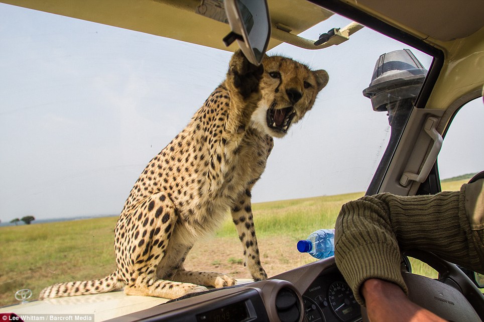 ΦΩΤΟ-Το χάδι του τσιτάχ
