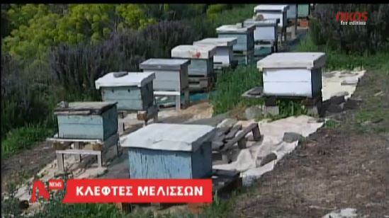 BINTEO-Κλέβουν μελίσσια