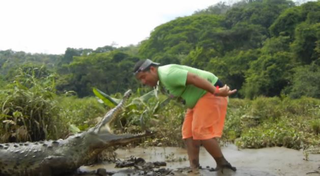 ΒΙΝΤΕΟ-Ταΐζει κροκόδειλο στο… στόμα