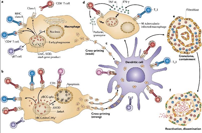 Παγκόσμια ημέρα κατά της φυματίωσης