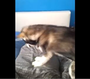 ΒΙΝΤΕΟ-Μια όχι και τόσο τρυφερή καλημέρα