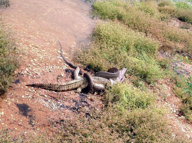 ΒΙΝΤΕΟ-Φίδι καταβρόχθισε κροκόδειλο μετά από μάχη 5 ωρών