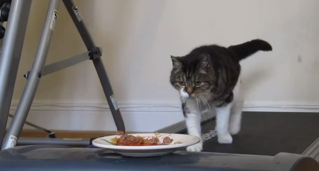 ΒΙΝΤΕΟ-Το μαρτύριο της γάτας