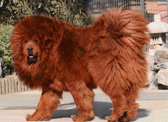 Η ακριβότερη αγοραπωλησία σκύλου