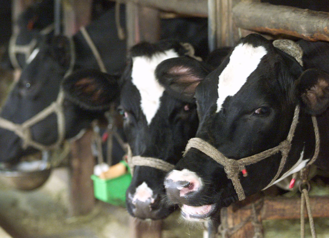 Δύο κρούσματα τρελών αγελάδων στη Φθιώτιδα
