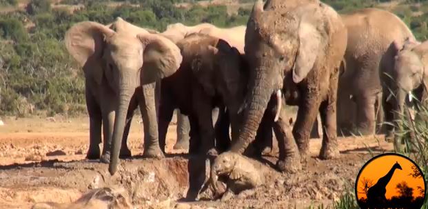 ΒΙΝΤΕΟ-Ελεφαντίνα σώζει το μωρό της