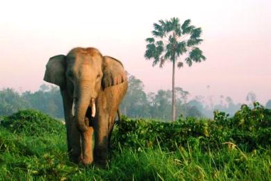 Οι ελέφαντες καταλαβαίνουν τους ανθρώπους