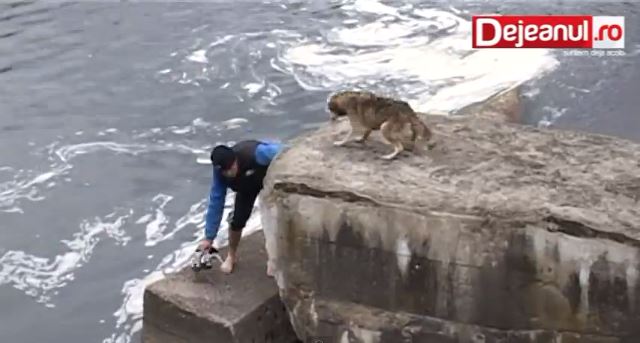 ΒΙΝΤΕΟ-Η ευγνωμοσύνη του σκύλου
