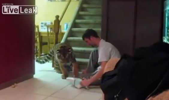 ΒΙΝΤΕΟ-Μια τίγρης που έγινε… γατούλα