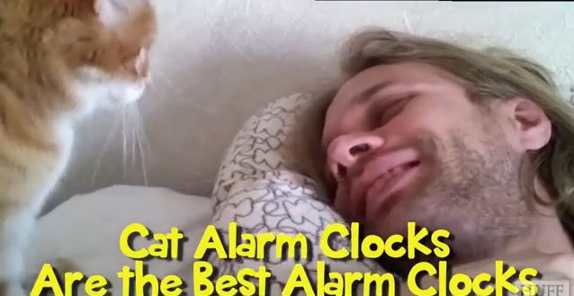 ΒΙΝΤΕΟ-Οι γάτες… ξυπνητήρια