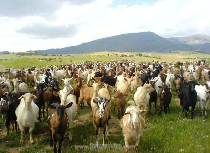 Βρήκαν τα κλεμμένα ζώα στην κατάψυξη