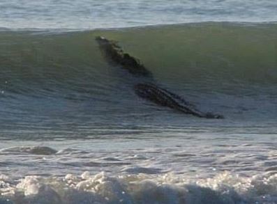 ΦΩΤΟ-Κροκόδειλος έσπειρε τον πανικό σε παραλία