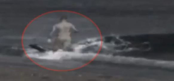 BINTEO-Όρκες επιτίθενται σε λουόμενο