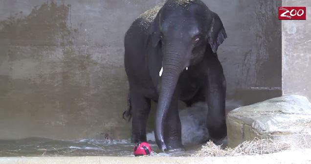 ΒΙΝΤΕΟ: Ο Μπέκο παίζει water polo
