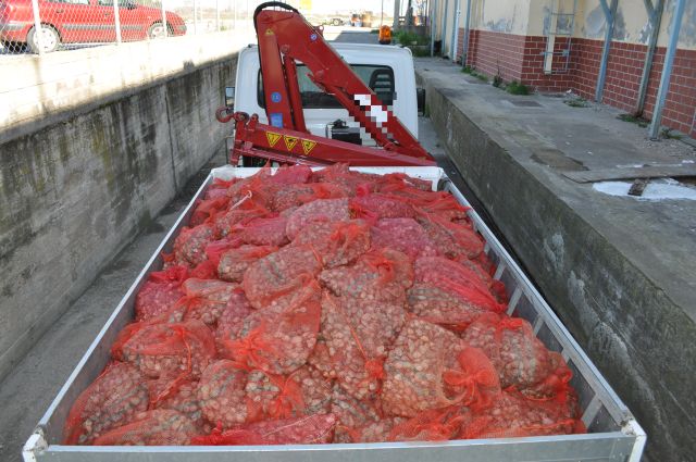 Κατασχέθηκαν 5 τόνοι ακατάλληλα όστρακα