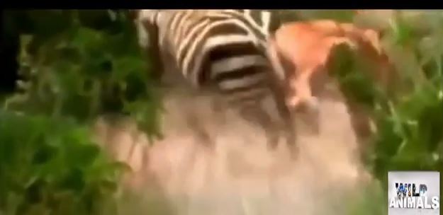 ΒΙΝΤΕΟ-Η ζέβρα νίκησε το λιοντάρι