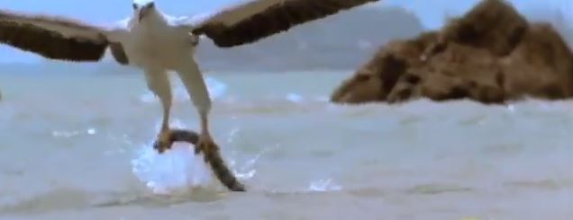 ΒΙΝΤΕΟ-Αετός επιτίθεται σε φίδι