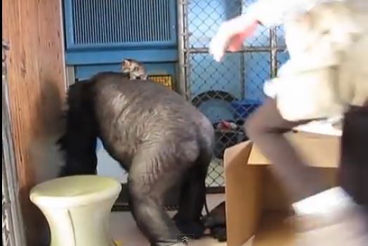 ΒΙΝΤΕΟ-Ο γορίλας που έχει κατοικίδιο