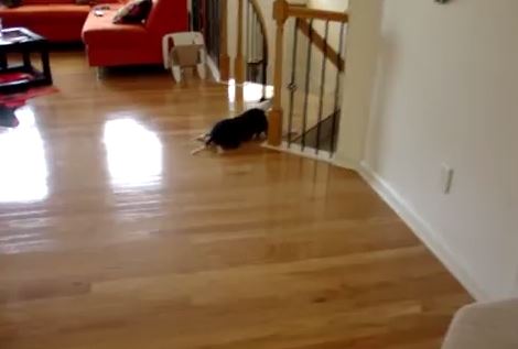 ΒΙΝΤΕΟ-Μεθυσμένος σκύλος δεν μπορεί να σταθεί όρθιος