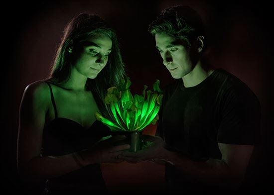 ΦΩΤΟ-Φυτά που λάμπουν στο σκοτάδι