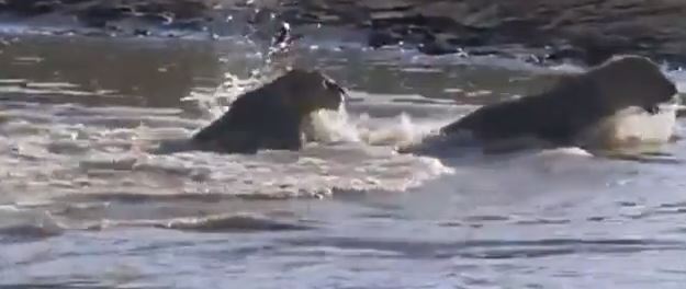 ΒΙΝΤΕΟ-Λιοντάρι γλιτώνει από τα σαγόνια κροκόδειλου